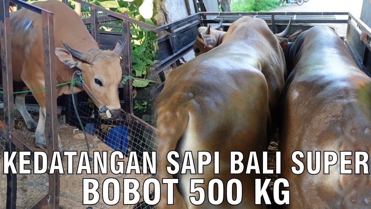 
                                 Kedatangan-Sapi-Bali-Super-Premium-500-Kg-Kurban-2023